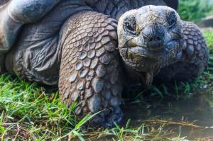 Ecuador | Galapagos - Naturfotografie zwischen Vulkanen und Riesenschildkröten